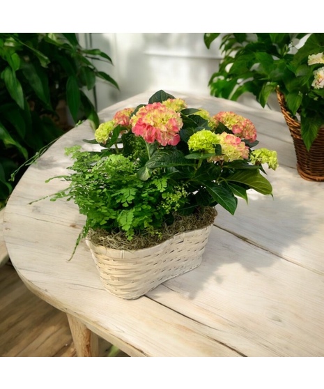 Pink Hydrangea and fern basket