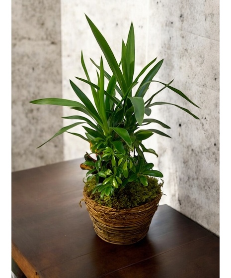 Wilkin Basket planter