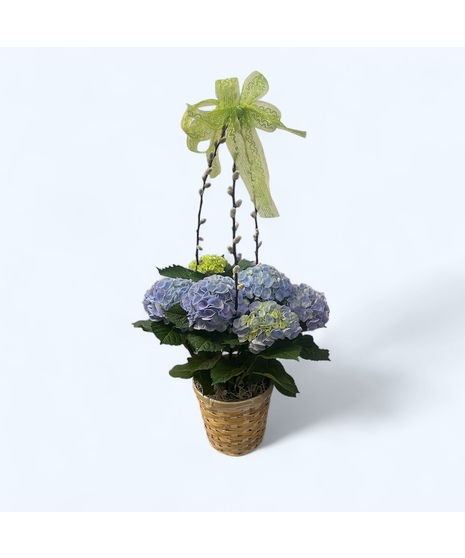 Blue Hydrangea Plant