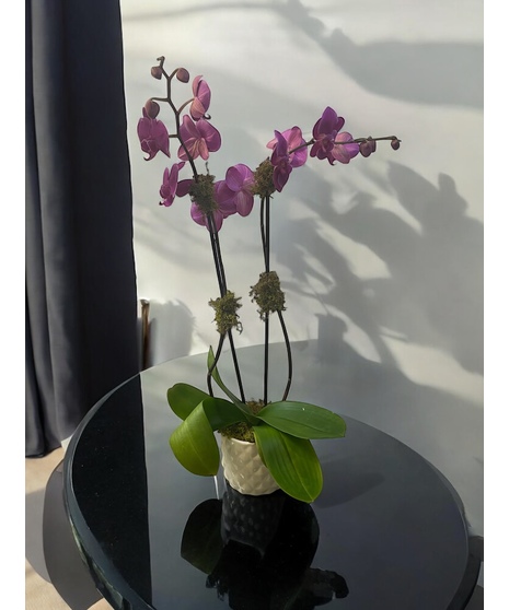 Double Stem Purple Orchid