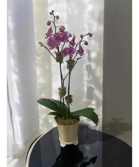 Double Stem Purple Orchid in Designer pot