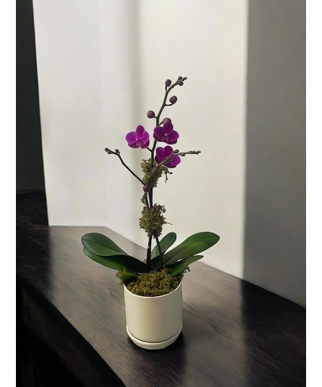 Mini Purple Orchid