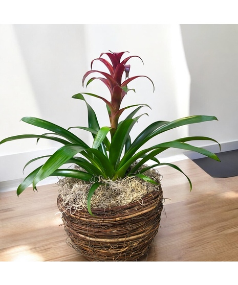 Bromeliad in twig basket
