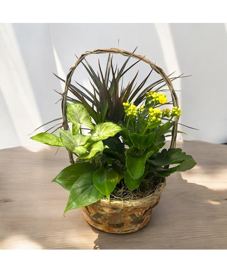 Medium Basket Plant Garden