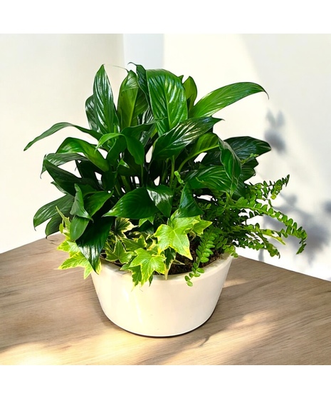 Small ceramic plant garden