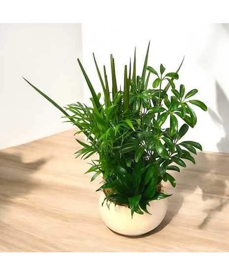 Petite ceramic plant garden