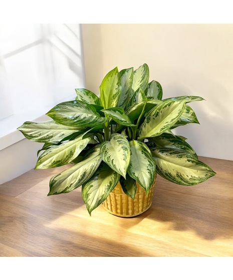 Silver Queen Plant