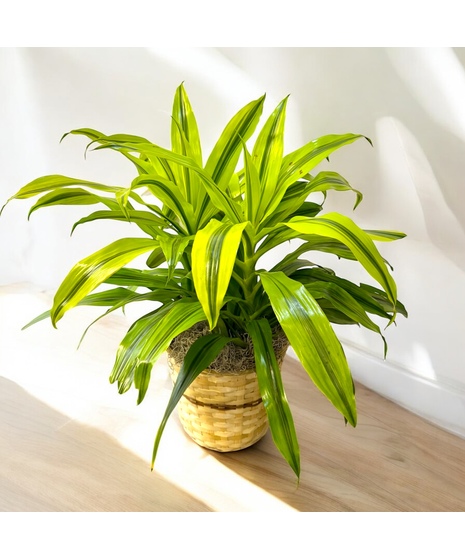 Lemon Lime Stripe Dracena  8” Plant