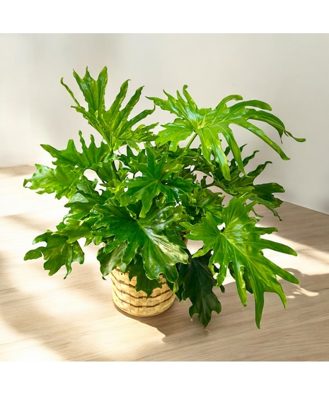 Split leaf philodendron