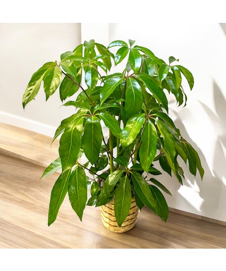Schefflera Amate Plant