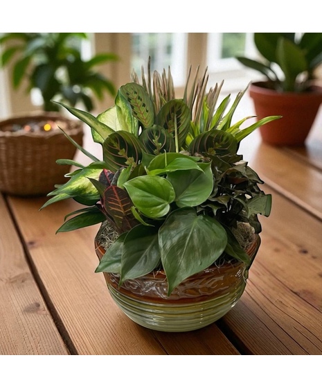 Deluxe Ceramic Plant Garden