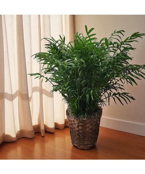 Palm Floor Plant
