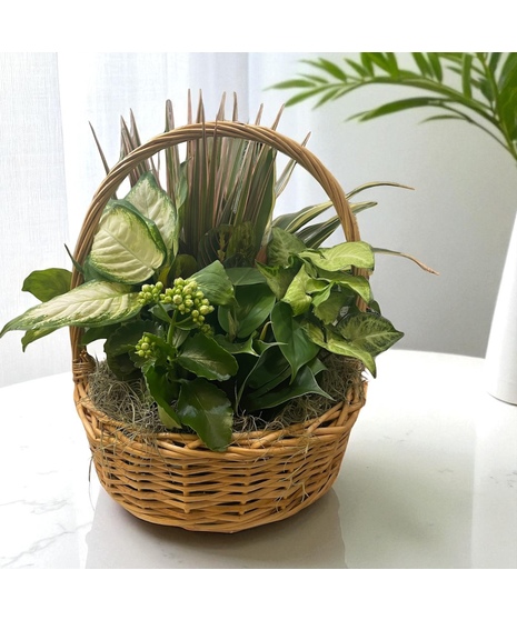 Deluxe  Basket Plant Garden