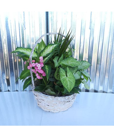 Blooming Plant Basket