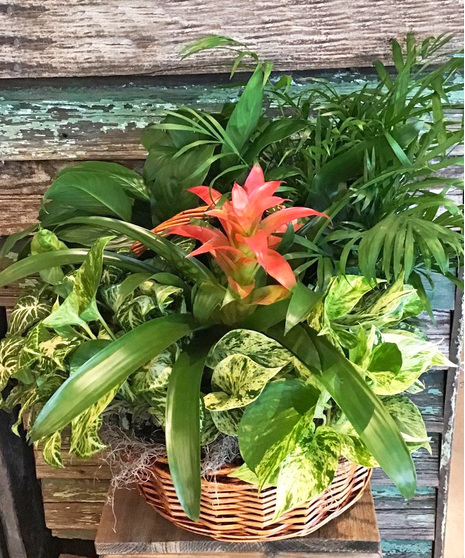 Bromelia Mixed Basket Planter