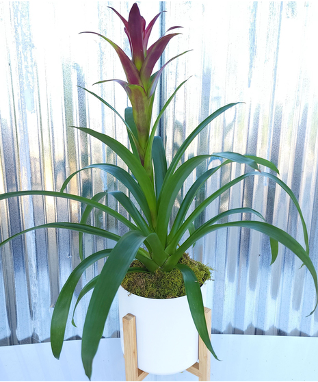 Bromeliad Planter
