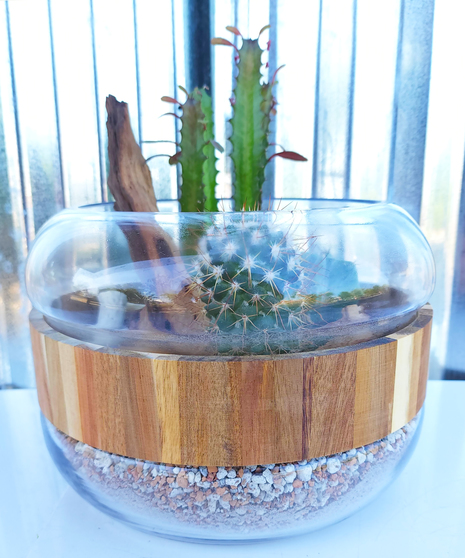 Cactus Terrarium