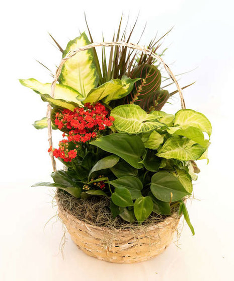 Garden Basket