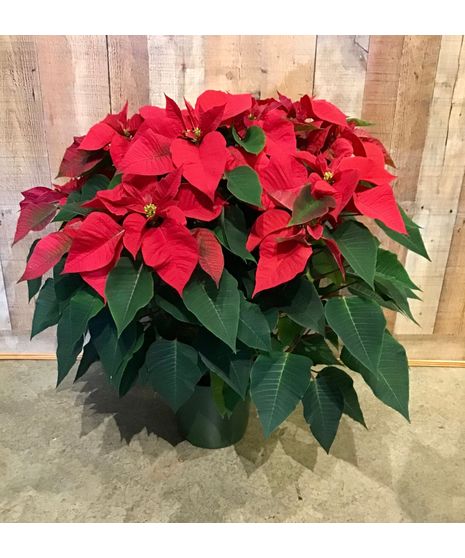 Red Poinsettia