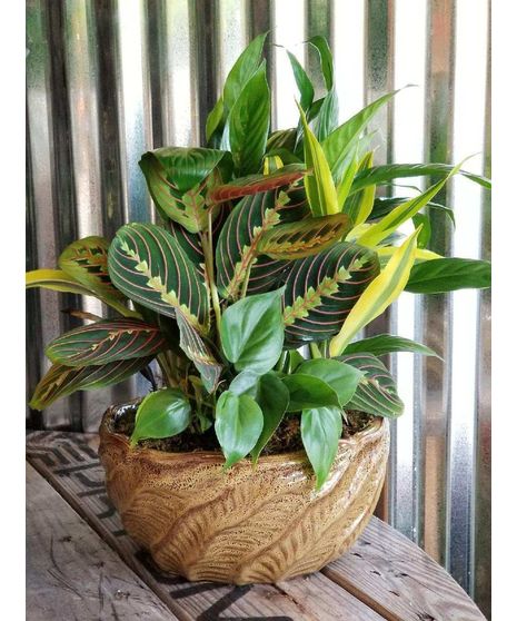 Large Ceramic Plant Garden