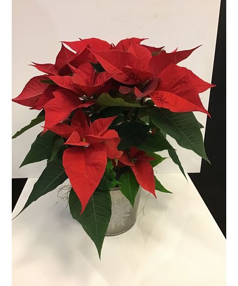 Red Poinsettia
