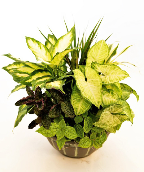 Medium Dish Garden