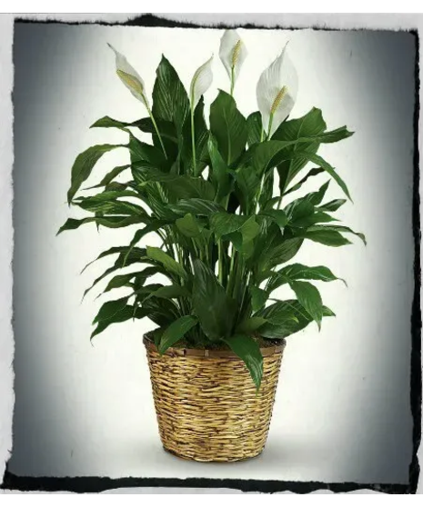 Peace Lily Basket