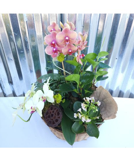 Orchid Basket Composition
