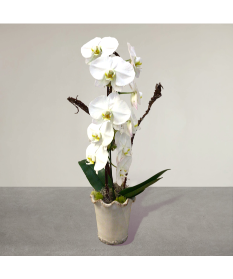 Orchid w/ Fantail Willow