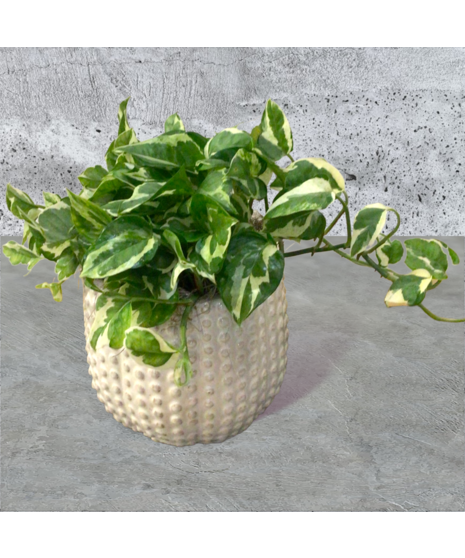 Pothos Plant