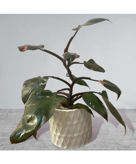 Princess Plant