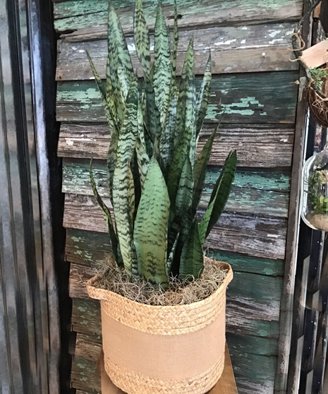 Sansevieria Plant Basket
