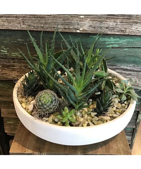 Modern Succulents