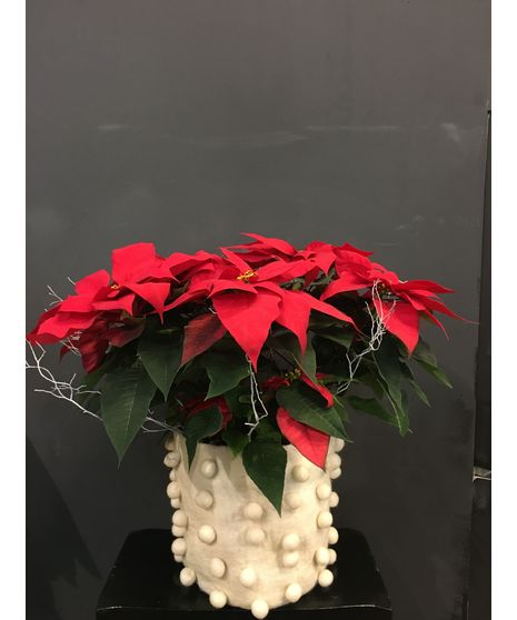 Red Poinsettia